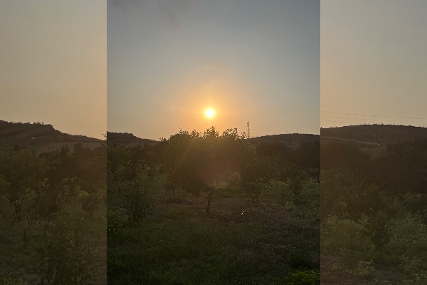 فروش ۴۳۰۰ متر باغ مرکبات در کمربندی نکا - تصویر 4