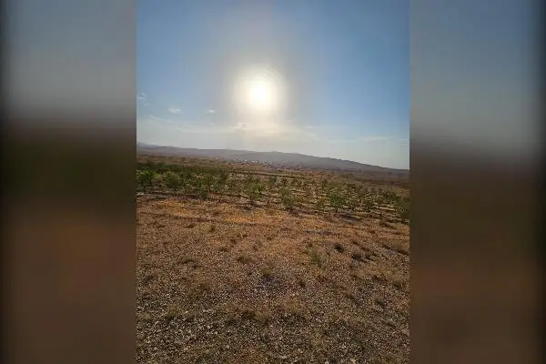زمین زراعی و باغی ۱۵ هکتار جاده ساوه به بوئین زهرا - تصویر 1