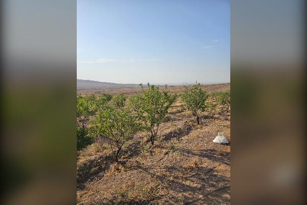 زمین زراعی و باغی ۱۵ هکتار جاده ساوه به بوئین زهرا - تصویر 2