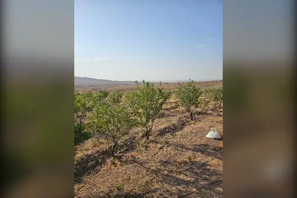 زمین زراعی و باغی ۱۵ هکتار جاده ساوه به بوئین زهرا - تصویر 2