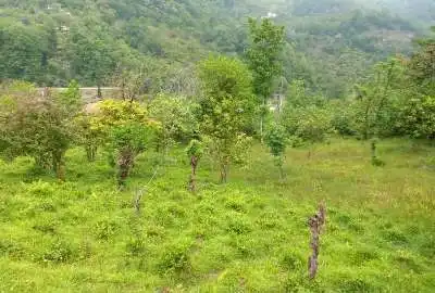 فروش زمین ۱۱۰۰ متر روستای میانلات
