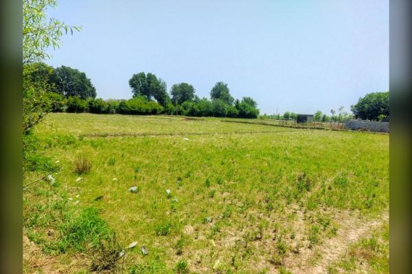 زمین مزروعی ۶۵۰۰ متر شاندرمن روستای دلیجان - تصویر 1