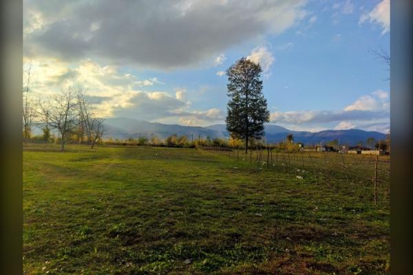 زمین مزروعی ۶۵۰۰ متر شاندرمن روستای دلیجان - تصویر 3