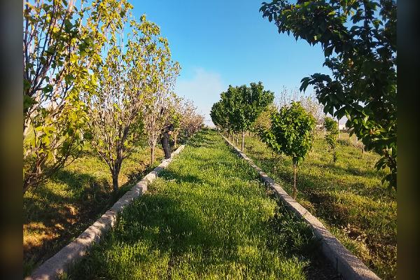 دوهزارمترباغ درکبریت میان روبروی اتوبان جدید - تصویر 1