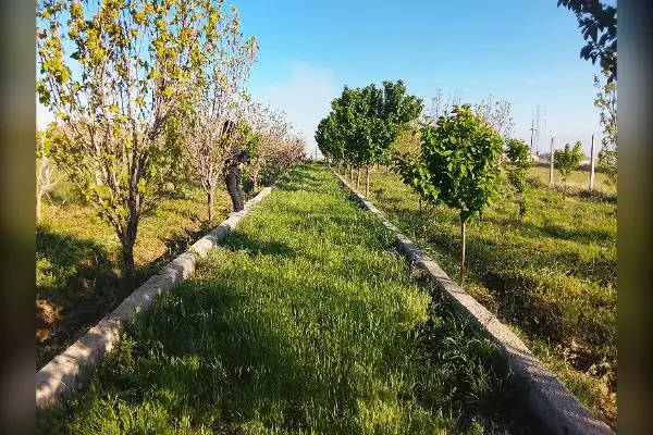 دوهزارمترباغ درکبریت میان روبروی اتوبان جدید - تصویر 4