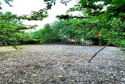 زمین با ویو عالی شالی زار شاندرمن روستای میرمحله
