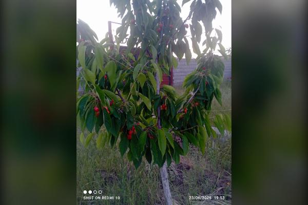 زمین در روستای اسپران ۶۰۰ متر - تصویر 2