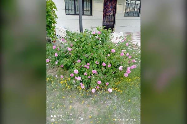 زمین در روستای اسپران ۶۰۰ متر - تصویر 3