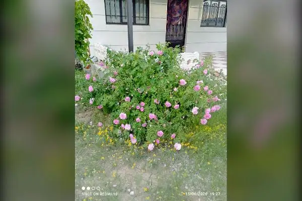 زمین در روستای اسپران ۶۰۰ متر - تصویر 3
