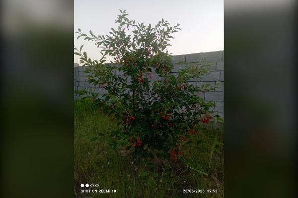 زمین در روستای اسپران ۶۰۰ متر - تصویر 4