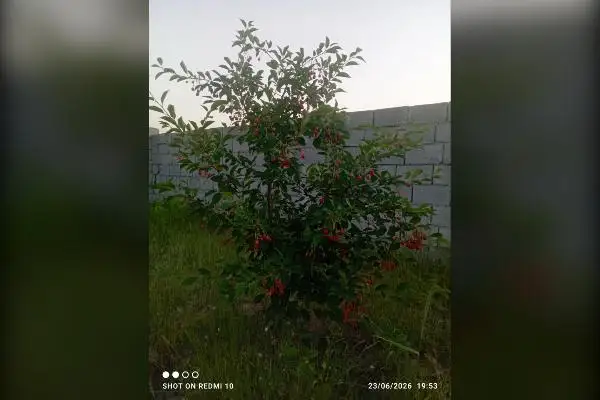 زمین در روستای اسپران ۶۰۰ متر - تصویر 4