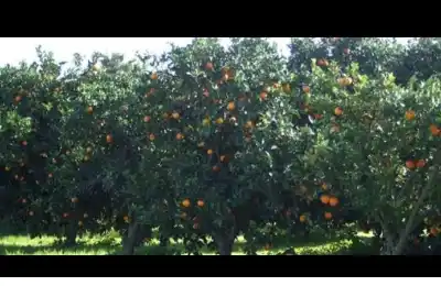 زمین باغی سند ۶ دانگ روستای چایخانسر