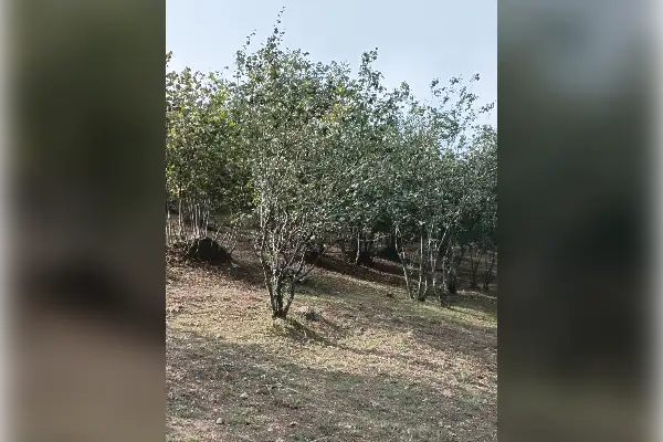 باغ فندق در اشکورات رودسر گیلان - تصویر 2