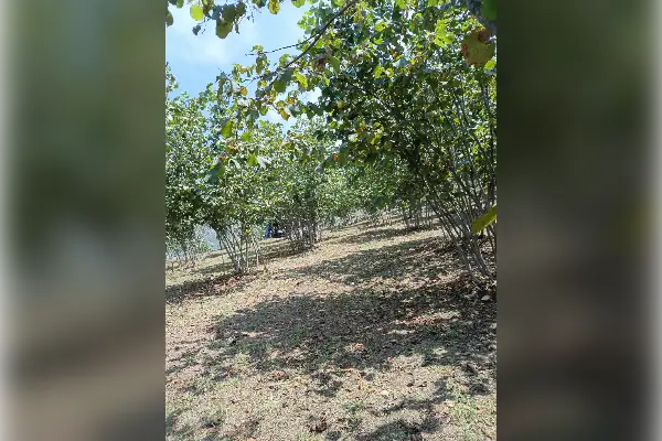 باغ فندق در اشکورات رودسر گیلان - تصویر 3