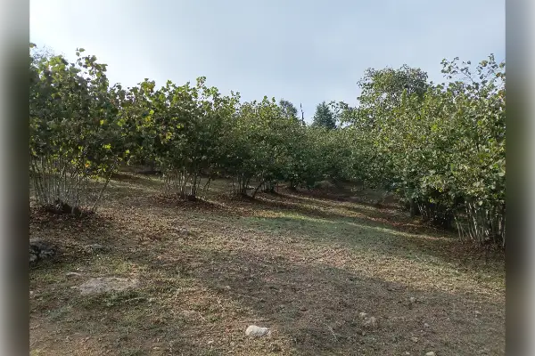 باغ فندق در اشکورات رودسر گیلان - تصویر 4
