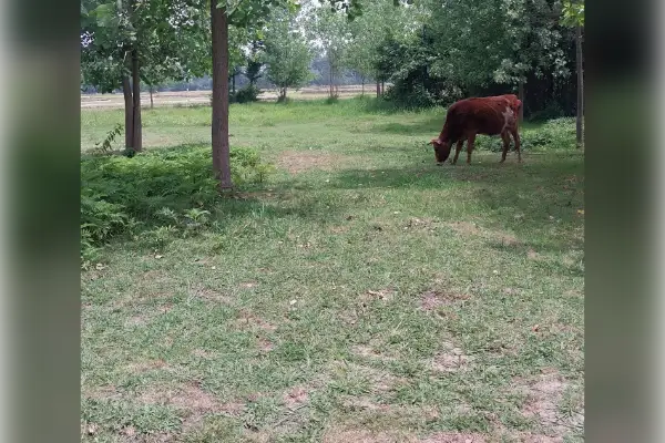 زمین فروشی ۱۵۰۰ متر رشت دارسازی روستای خناچاه پلکو - تصویر 1