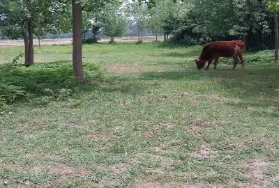 زمین فروشی ۱۵۰۰ متر رشت دارسازی روستای خناچاه پلکو