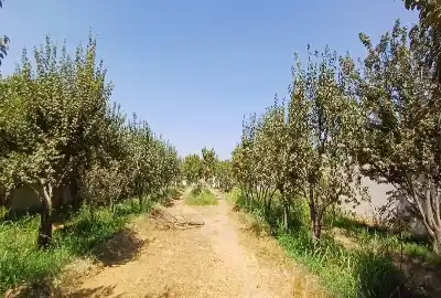فروش باغ و زمین جهت ساخت ویلا