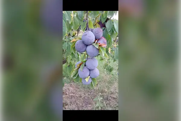 دو هکتار زمین کشاورزی روستای نامتلو مشو - تصویر 1