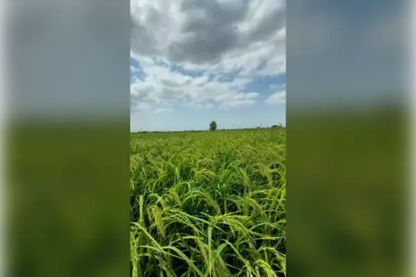 دو هکتار زمین کشاورزی روستای نامتلو مشو - تصویر 2