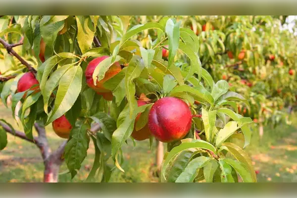 دو هکتار زمین کشاورزی روستای نامتلو مشو - تصویر 3