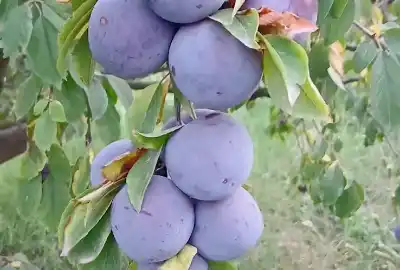 دو هکتار زمین کشاورزی روستای نامتلو مشو
