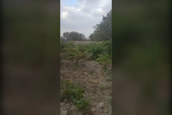 زمین باغ ۳۰۰ متری روستای آجان - تصویر 3