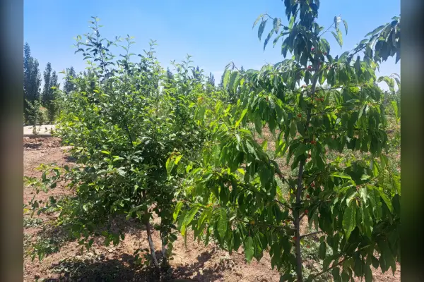 فروش باغچه ی ۶۶۲ متری تنکمان روستای بختیار - تصویر 3