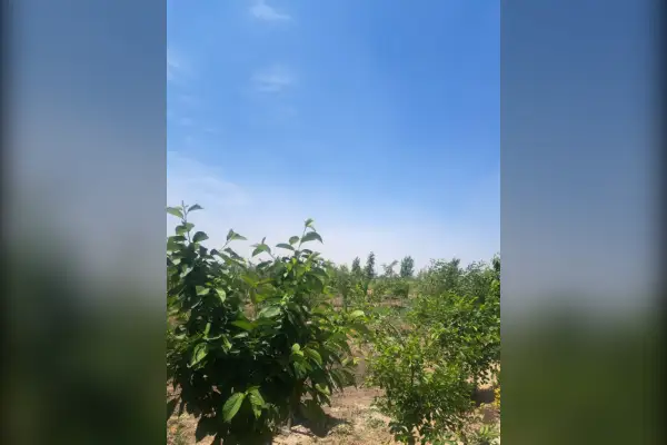 فروش باغچه ی ۶۶۲ متری تنکمان روستای بختیار - تصویر 4