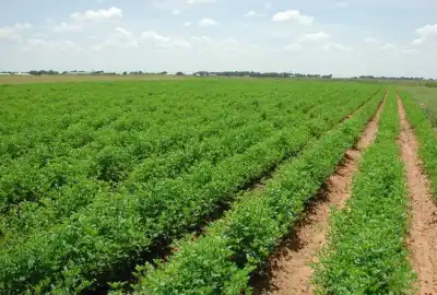 زمین کشاورزی با ۴ ساعت آب تاکستان روستای عبدالرب آباد