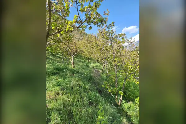 باغ گیلاس و البالو و گردو آمل لاریجان روستای نوسر - تصویر 2