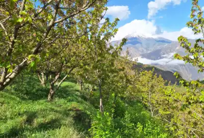 باغ گیلاس و البالو و گردو آمل لاریجان روستای نوسر