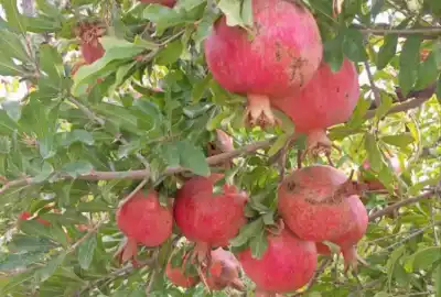 باغ ویلای انارو ۱۰۰۰ متر روستای خلج اباد