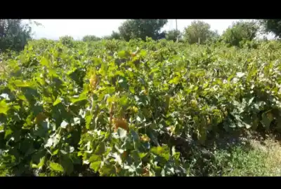 زمین کشاورزی با اب فروشی ۵۰ هکتار