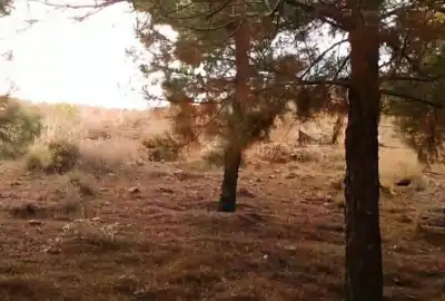 فروش زمین مسکونی ۵۰۰ متری روستای هلجرد خیابان اصلی