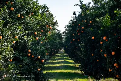 باغ مرکبات ۶۰۰۰ متر مناسب سرمایه گذاری