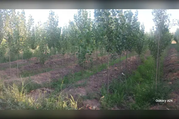فروش زمین ۱۶۳۵ متر ابتدای جاده وار - تصویر 2