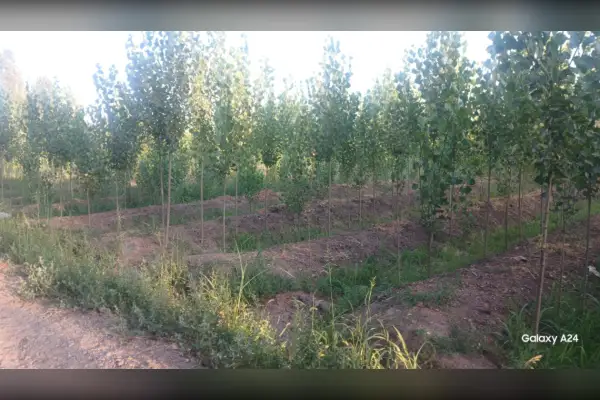 فروش زمین ۱۶۳۵ متر ابتدای جاده وار - تصویر 3