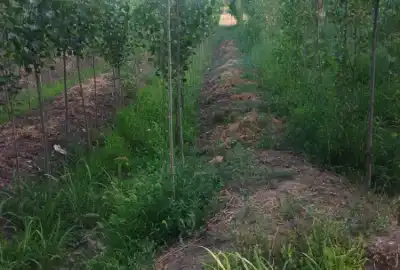 فروش زمین ۱۶۳۵ متر ابتدای جاده وار