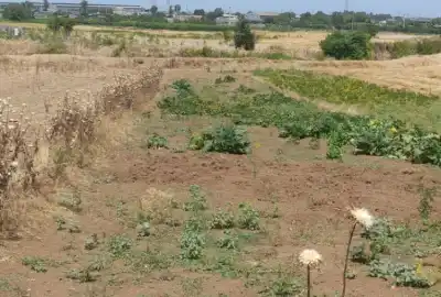 زمین قیمت مناسب ۶۰۰ متر در روستای جامخانه