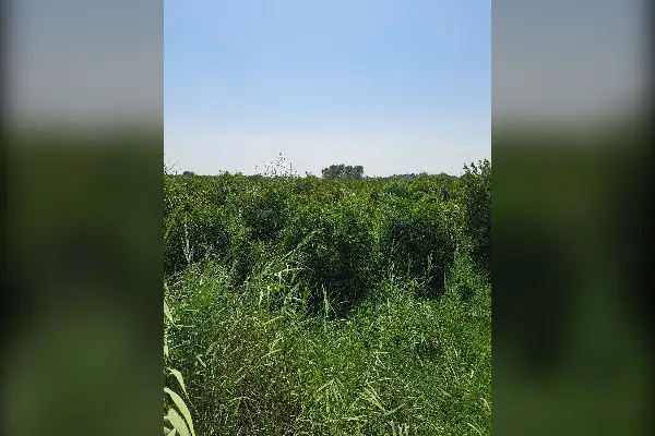 فروش زمین ۲۰۰۰ متر دزفول بعد از گاومیش آباد - تصویر 2