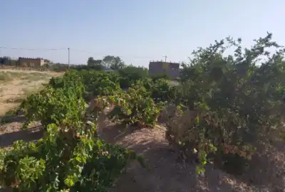 دوقطعه زمین کشاورزی صحرا جورابی ۶۰۰ متر