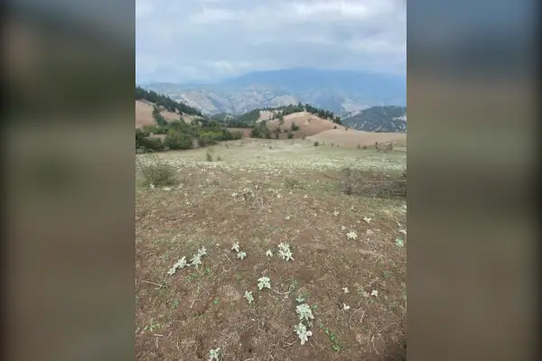 فروش زمین کشاورزی ۹۵۰۵ متر رحمت اباد - تصویر 2