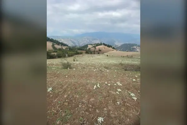 فروش زمین کشاورزی ۹۵۰۵ متر رحمت اباد - تصویر 3
