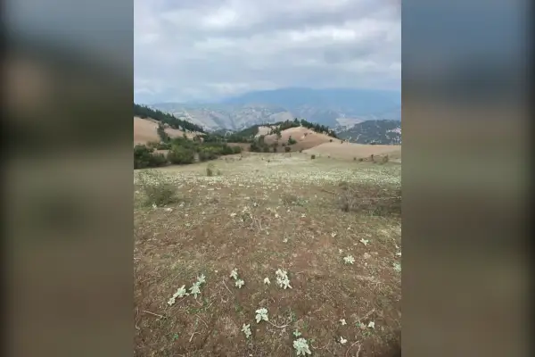 فروش زمین کشاورزی ۹۵۰۵ متر رحمت اباد - تصویر 4