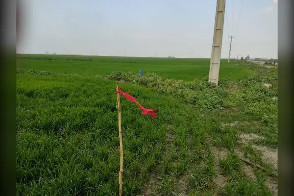 زمین کشاورزی همراه با مجوز مرغداری گوشتی ۴۰هزار تایی - تصویر 2