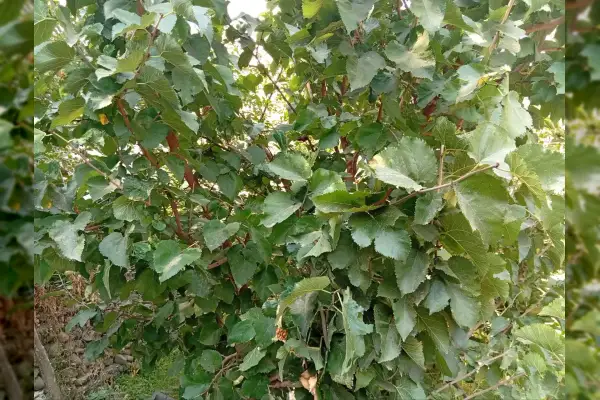 باغ ۴۱۳ متر سنددار بر آسفالت اصلی سولقان محله قاضی - تصویر 4