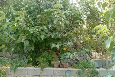 باغ ۴۱۳ متر سنددار بر آسفالت اصلی سولقان محله قاضی
