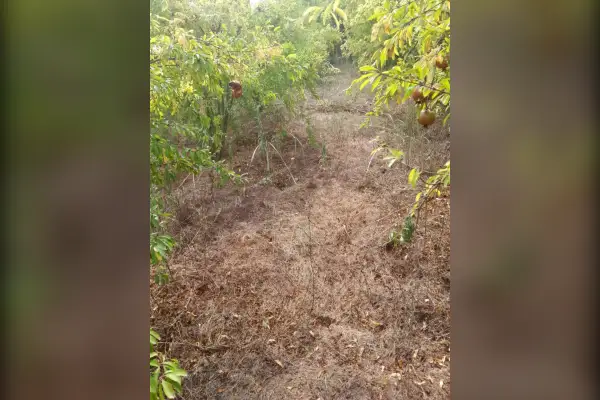 فروش زمین ۲۵۰۰ متر بهشهر رستمکلاه - تصویر 2