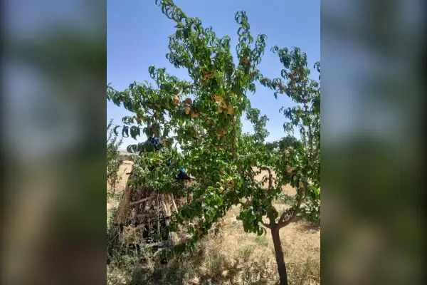 فروش باغ آستانه جاده سرسختی ۹۲۰ متر - تصویر 2